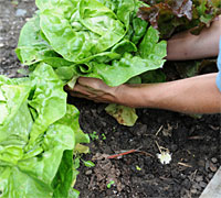 Harvesting lettuce by lifting the entire head. 