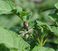 Colorado Potato Beetle