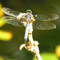 Dragonfly