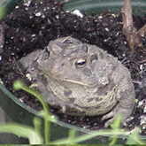 Toad