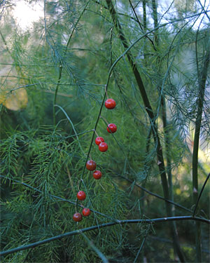 Asparagus foliage