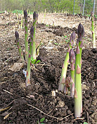 Asparagus bed