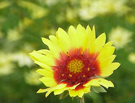 Gaillardia