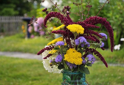 Ageratum, amaranth, hydrangea, ornamental oregano and yarrow, ready for drying