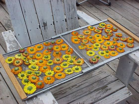 Drying calendula flowers on an old window screen