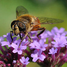 Hoverfly