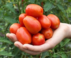 Roasted tomatoes