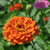 Orange zinnia flower