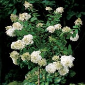 Pee Gee hydrangea