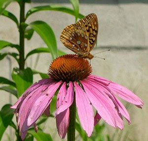 Fritillary