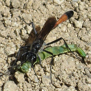 Wasp with caterpillar