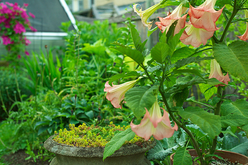 Brugmansia