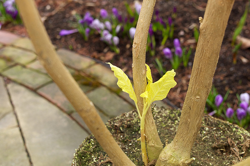 New growth on brugmansia