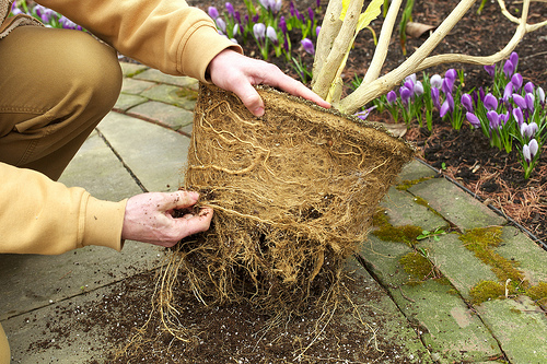 Root-bound brugmansia