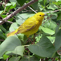 Yellow warbler