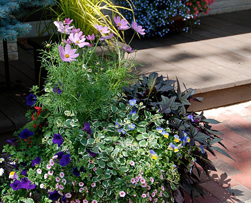 pollinator plants in planter