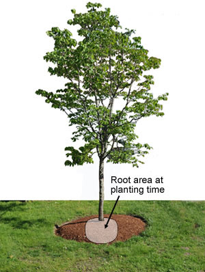 Newly planted tree