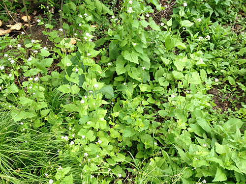 Garlic mustard