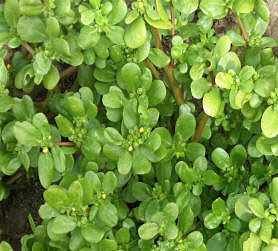 Purslane