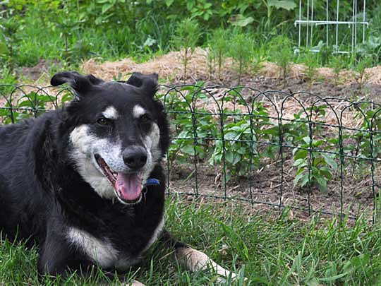 Dog sitting in front of a border fence