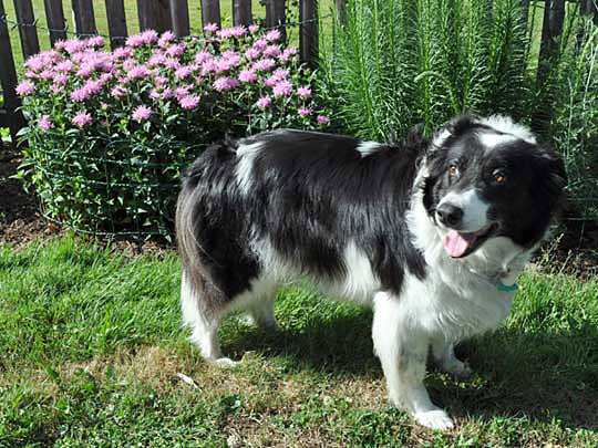 fence discourages neighborhood dogs from inadvertently damaging plants