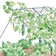 Cucumber Trellis