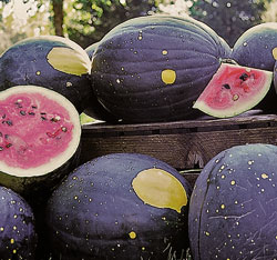 Moon and Stars watermelon