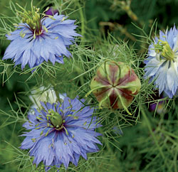 Nigella