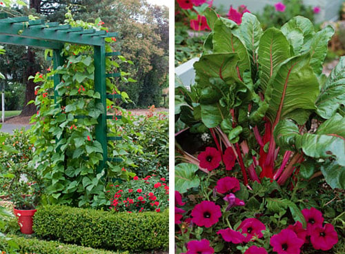 green painted wooden trellis with runner beans and red flowers with chard