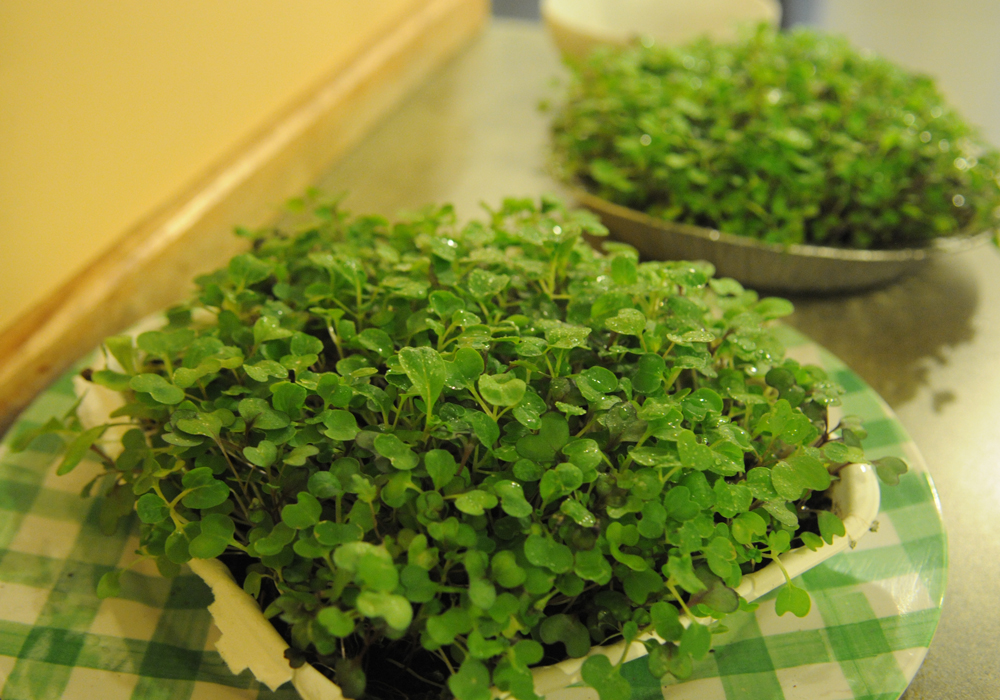 ready to harvest microgreens