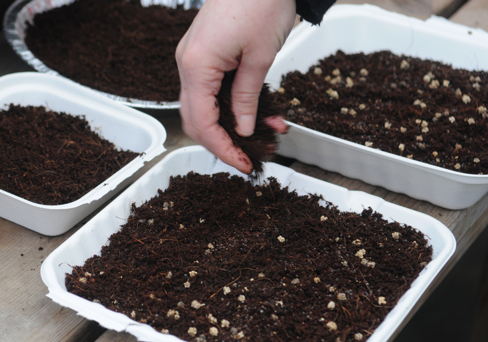 sprinkling microgreen seeds