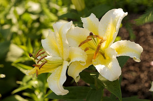 Oriental lilies