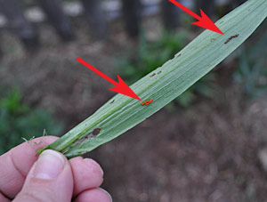 Egg masses on the underside of a lily leaf