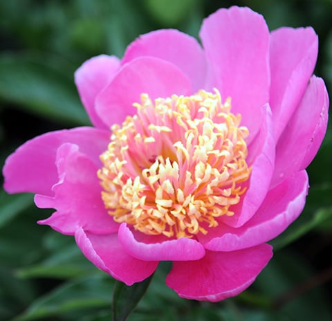 Peony