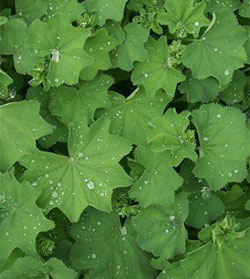 Alchemilla