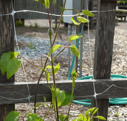 Trellis netting