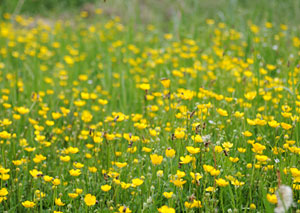 Bees at work in an urban meadow