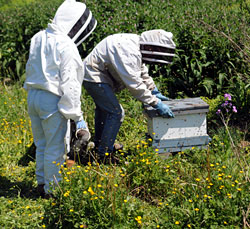 Checking a Langstroth hive