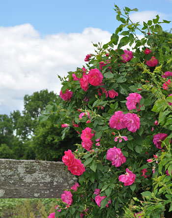 Roses on a fence