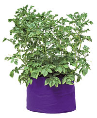 Potato Grow Bag