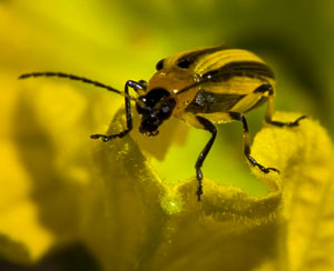 Striped cucumber beetle