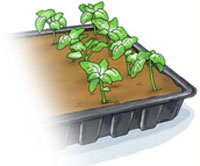 Feed your seedlings