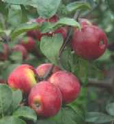 Apple tree