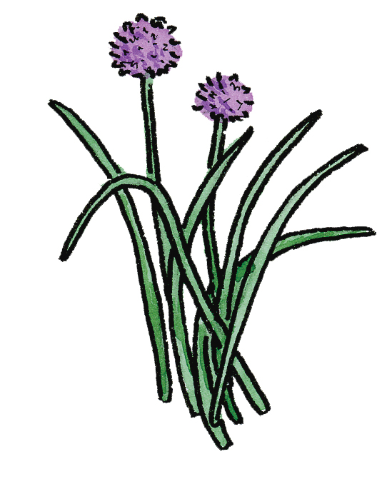 Chives