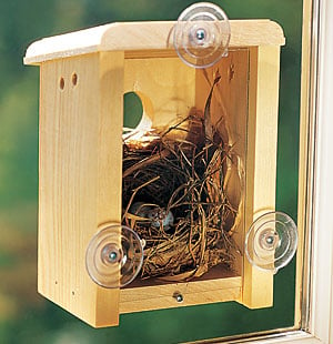 Window Nest Box