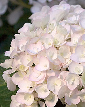 Hydrangea bush