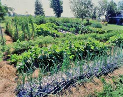 Vegetable gardens can look great