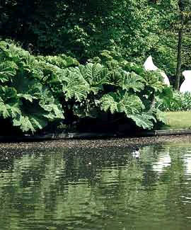 Giant gunnera