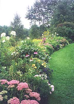 Perennial border