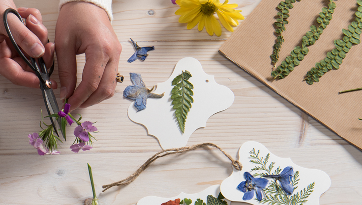 Dried flowers being cut